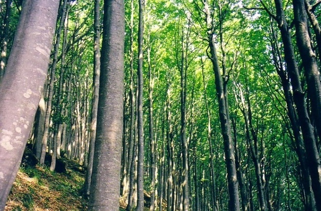 foreste modello