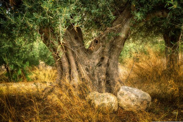 olivo albero